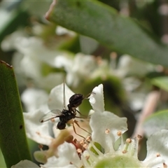 Parapalaeosepsis plebeia at Murrumbateman, NSW - 8 Jan 2025