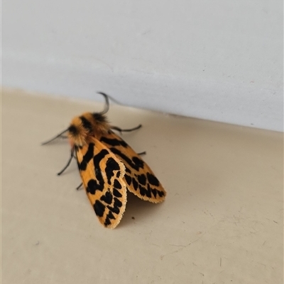 Ardices curvata (Crimson Tiger Moth) at Oxley, ACT - 8 Jan 2025 by Emilyrosemarybowman