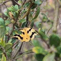 Unidentified Moth (Lepidoptera) at Bungendore, NSW - 8 Jan 2025 by clarehoneydove