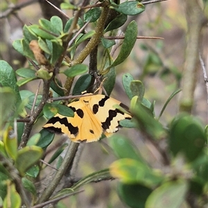 Unidentified Moth (Lepidoptera) at Bungendore, NSW by clarehoneydove