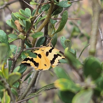 Termessa laeta (Lithosiini) at Bungendore, NSW - 8 Jan 2025 by clarehoneydove