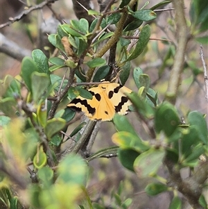 Termessa laeta at Bungendore, NSW - suppressed