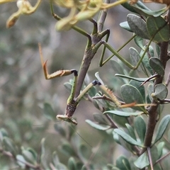 Archimantis sp. (genus) at Bungendore, NSW - 8 Jan 2025 by clarehoneydove