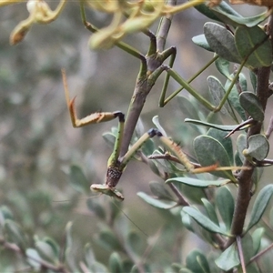 Tenodera australasiae at Bungendore, NSW - 8 Jan 2025