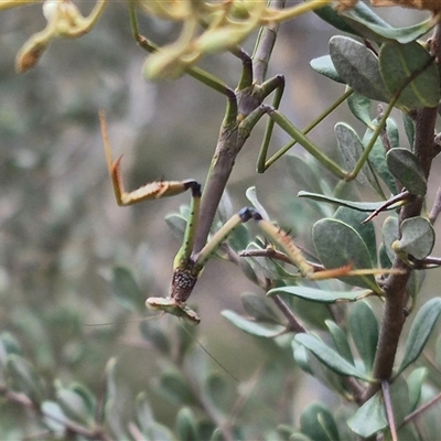 Archimantis sp. (genus) at Bungendore, NSW - 8 Jan 2025 by clarehoneydove