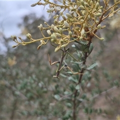 Tenodera australasiae at Bungendore, NSW - 8 Jan 2025