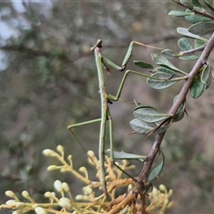 Tenodera australasiae at Bungendore, NSW - 8 Jan 2025