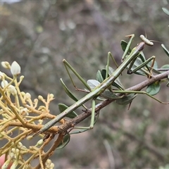 Tenodera australasiae at Bungendore, NSW - suppressed