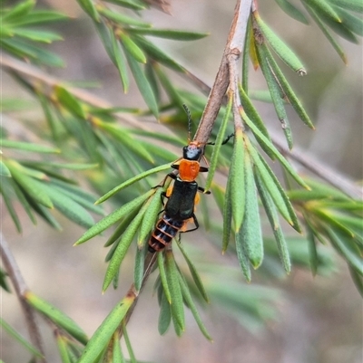 Carphurus sp. (genus) (Soft-winged flower beetle) at Bungendore, NSW - 8 Jan 2025 by clarehoneydove