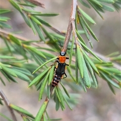 Carphurus sp. (genus) at Bungendore, NSW - 8 Jan 2025