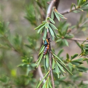 Carphurus sp. (genus) at Bungendore, NSW - suppressed