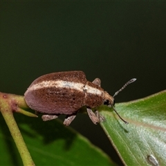 Gonipterus suturalis (Eucalypt weevil) at Palerang, NSW - 7 Jan 2025 by AlisonMilton