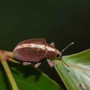 Gonipterus suturalis (Eucalypt weevil) at Palerang, NSW by AlisonMilton