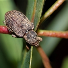 Rhinaria sp. (genus) (Unidentified Rhinaria weevil) at Palerang, NSW - 7 Jan 2025 by AlisonMilton