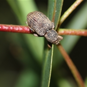 Rhinaria sp. (genus) at Palerang, NSW - 7 Jan 2025