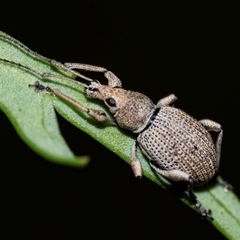 Merimnetes oblongus (Radiata pine shoot weevil) at Palerang, NSW - 7 Jan 2025 by AlisonMilton