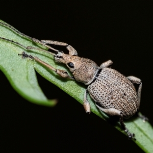 Merimnetes oblongus at Palerang, NSW - 7 Jan 2025