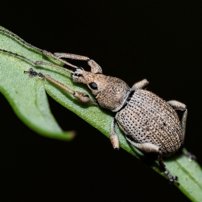 Merimnetes oblongus (Radiata pine shoot weevil) at Palerang, NSW - 7 Jan 2025 by AlisonMilton