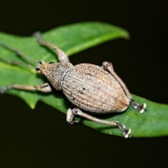 Merimnetes oblongus at Palerang, NSW - 7 Jan 2025