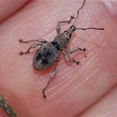 Merimnetes oblongus (Radiata pine shoot weevil) at Palerang, NSW - 7 Jan 2025 by AlisonMilton