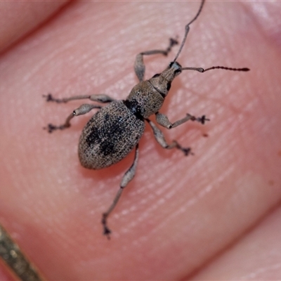 Merimnetes oblongus (Radiata pine shoot weevil) at Palerang, NSW - 7 Jan 2025 by AlisonMilton