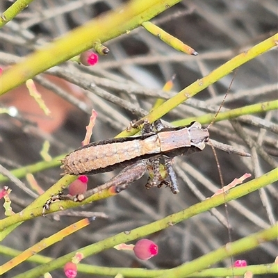 Nanodectes harpax (Small shield-back katydid) at Bungendore, NSW - 8 Jan 2025 by clarehoneydove