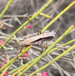 Nanodectes harpax at Bungendore, NSW - 8 Jan 2025