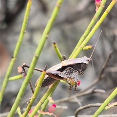 Nanodectes harpax at Bungendore, NSW - 8 Jan 2025