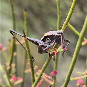 Nanodectes harpax at Bungendore, NSW - 8 Jan 2025