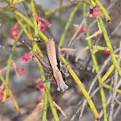 Nanodectes harpax at Bungendore, NSW - 8 Jan 2025