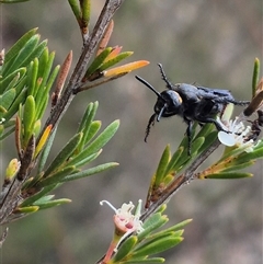 Scoliidae sp. (family) (Unidentified Hairy Flower Wasp) at Bungendore, NSW - 8 Jan 2025 by clarehoneydove