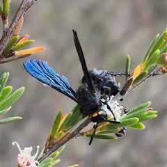 Scoliidae (family) at Bungendore, NSW - suppressed