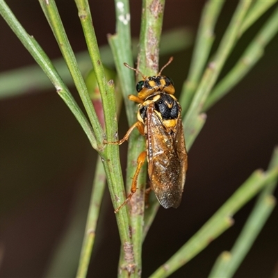 Pseudoperga sp. (genus) at Palerang, NSW - 7 Jan 2025 by AlisonMilton