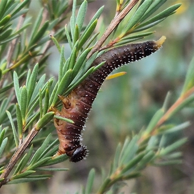 Perginae sp. (subfamily) (Unidentified pergine sawfly) at Bungendore, NSW - 8 Jan 2025 by clarehoneydove