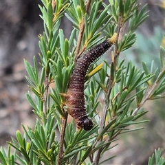 Perginae sp. (subfamily) at Bungendore, NSW - 8 Jan 2025