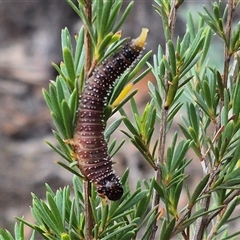 Perginae sp. (subfamily) at Bungendore, NSW - 8 Jan 2025