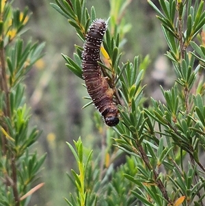 Perginae sp. (subfamily) at Bungendore, NSW - 8 Jan 2025