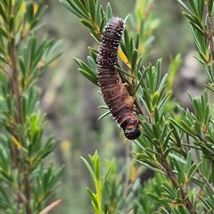 Perginae sp. (subfamily) at Bungendore, NSW - 8 Jan 2025