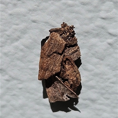 Psychidae (family) IMMATURE (Unidentified case moth or bagworm) at Hawker, ACT - 8 Jan 2025 by sangio7