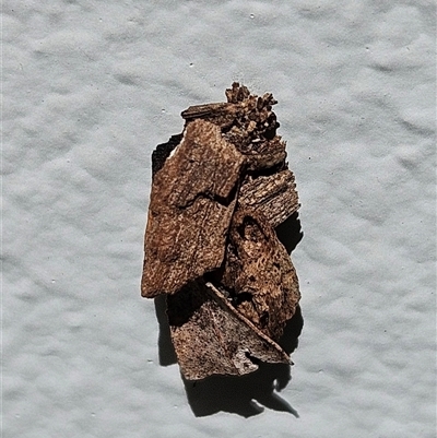 Psychidae - IMMATURE larvae (A Case moth (Psychidae)) at Hawker, ACT - 8 Jan 2025 by sangio7