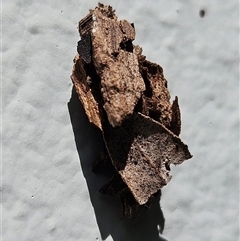 Psychidae - IMMATURE larvae at Hawker, ACT - 8 Jan 2025