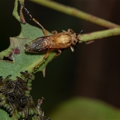 Pseudoperga sp. (genus) at Palerang, NSW - 7 Jan 2025 by AlisonMilton