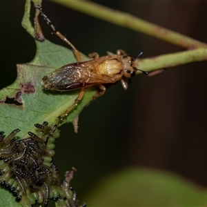 Pseudoperga lewisii at Palerang, NSW - 7 Jan 2025