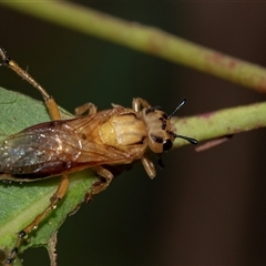 Pseudoperga lewisii at Palerang, NSW - 7 Jan 2025 02:53 PM