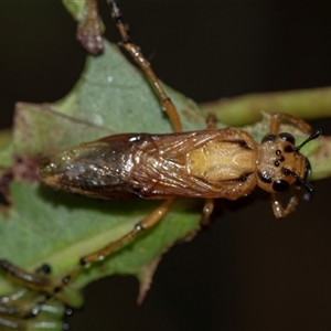 Pseudoperga lewisii at Palerang, NSW - 7 Jan 2025