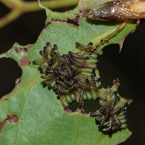 Pseudoperga lewisii at Palerang, NSW - 7 Jan 2025