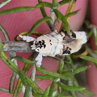 Piloprepes antidoxa (A concealer moth) at Bungendore, NSW - 8 Jan 2025 by clarehoneydove