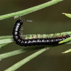 Paradoxosomatidae sp. (family) (Millipede) at Forbes Creek, NSW - 7 Jan 2025 by AlisonMilton