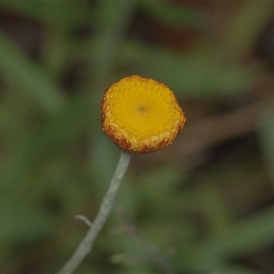 Coronidium monticola (Mountain Button Everlasting) at Palerang, NSW - 7 Jan 2025 by AlisonMilton