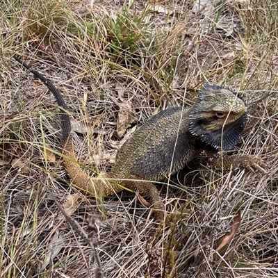 Pogona barbata (Eastern Bearded Dragon) at Fraser, ACT - 8 Jan 2025 by Rosie